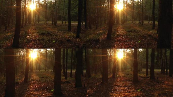 早晨的森林树林晨光朝阳晨曲温暖红日