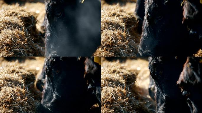 牛正在吃干草老牛吃嫩草空镜头空境通用素材