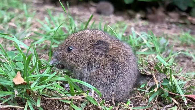 田鼠宿主传播疾病习性地下洞穴