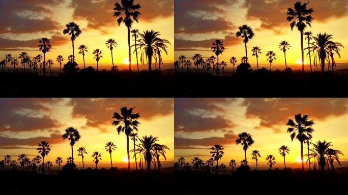 日落海边夕阳日落棕榈树剪影