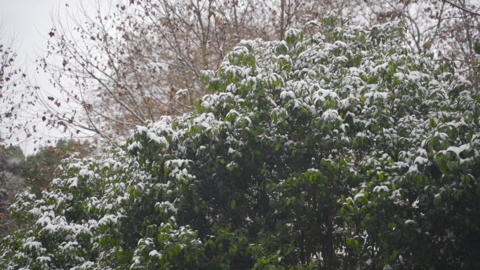 雪景，树叶上的雪，野外的雪，白雪压树