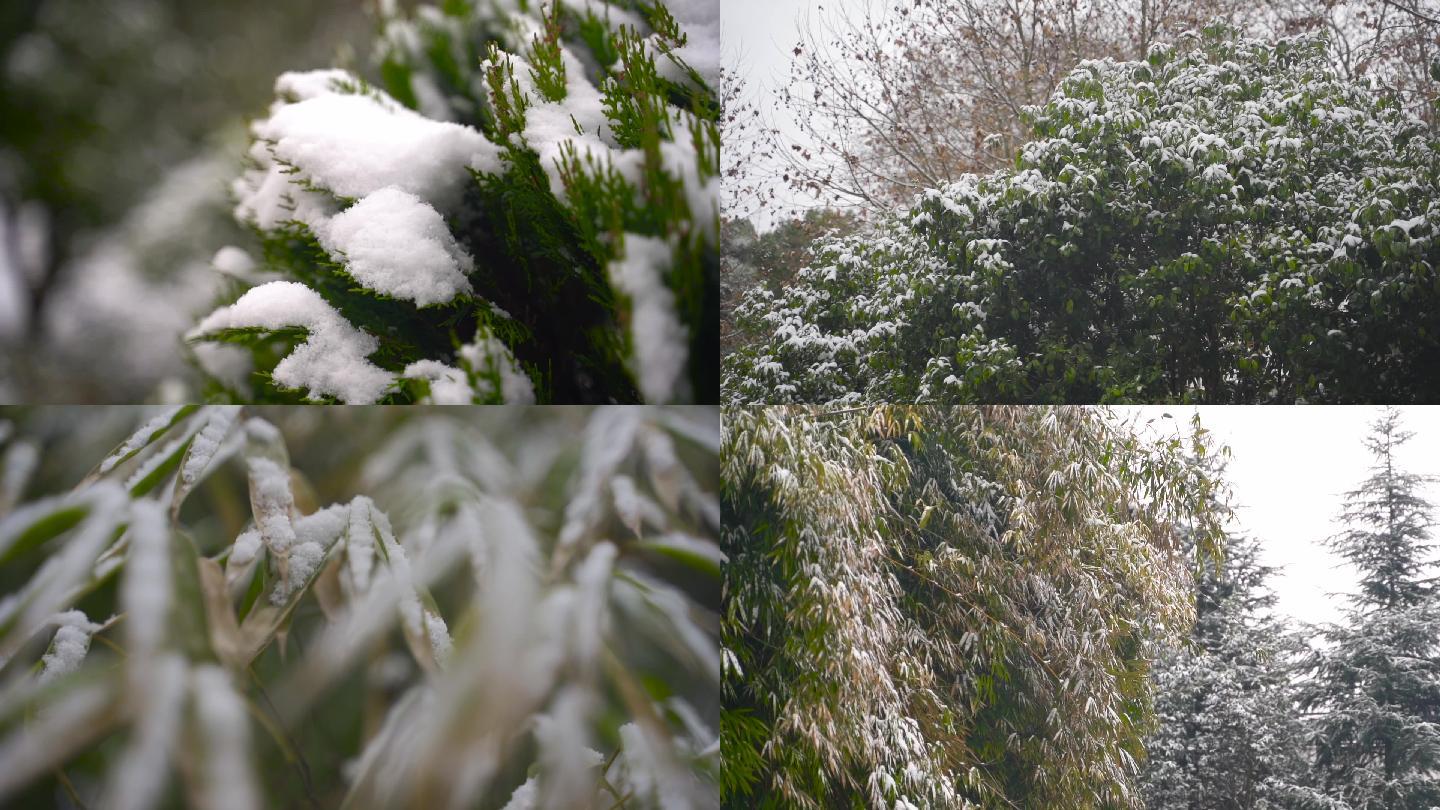 雪景，树叶上的雪，野外的雪，白雪压树