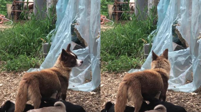 母狗带领刚出生不久的小狗嬉戏