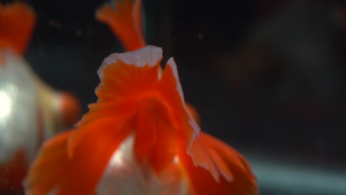 红白色蝶尾金鱼