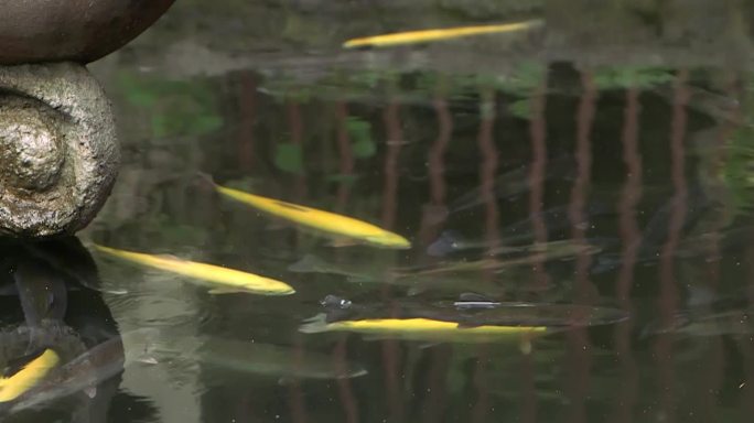 旅游、风光类水墨风宣传片头