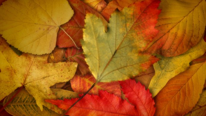 秋叶轻轻地落在地上。