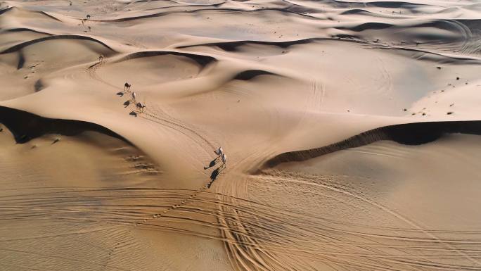 阿联酋沙漠骆驼队中东产油国卡塔尔世界杯
