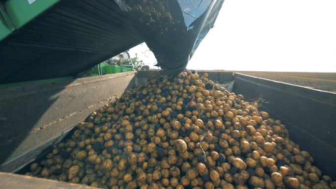 收获土豆丰收农作物农产品