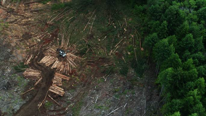伐木区砍伐的树木砍伐树林生态破坏乱砍滥伐