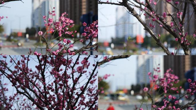 梅花，红灯笼，春节，腊梅