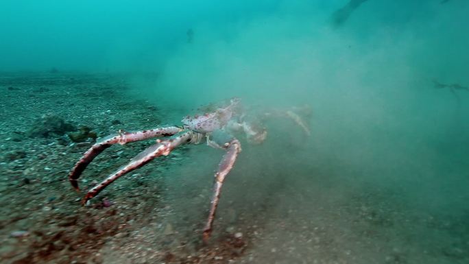 在海底寻找食物的巨型帝王蟹。