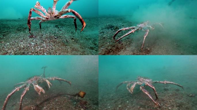 在海底寻找食物的巨型帝王蟹。
