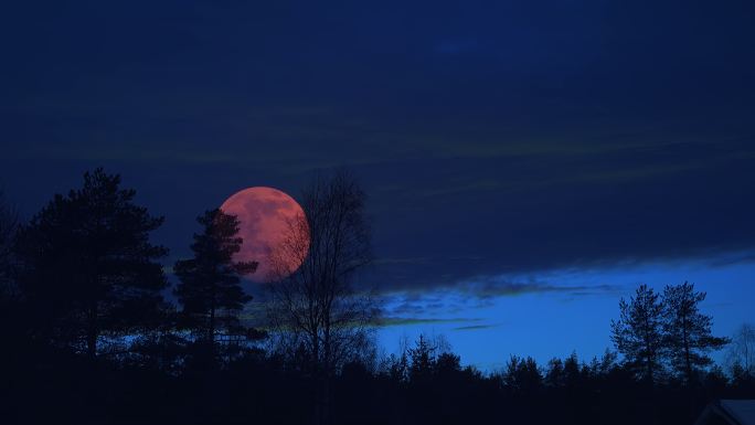 巨大的粉红色满月从黑暗的森林中升起