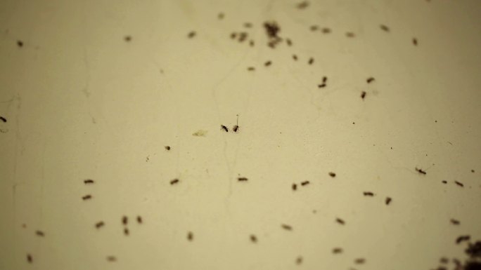 厨房里的蚂蚁
