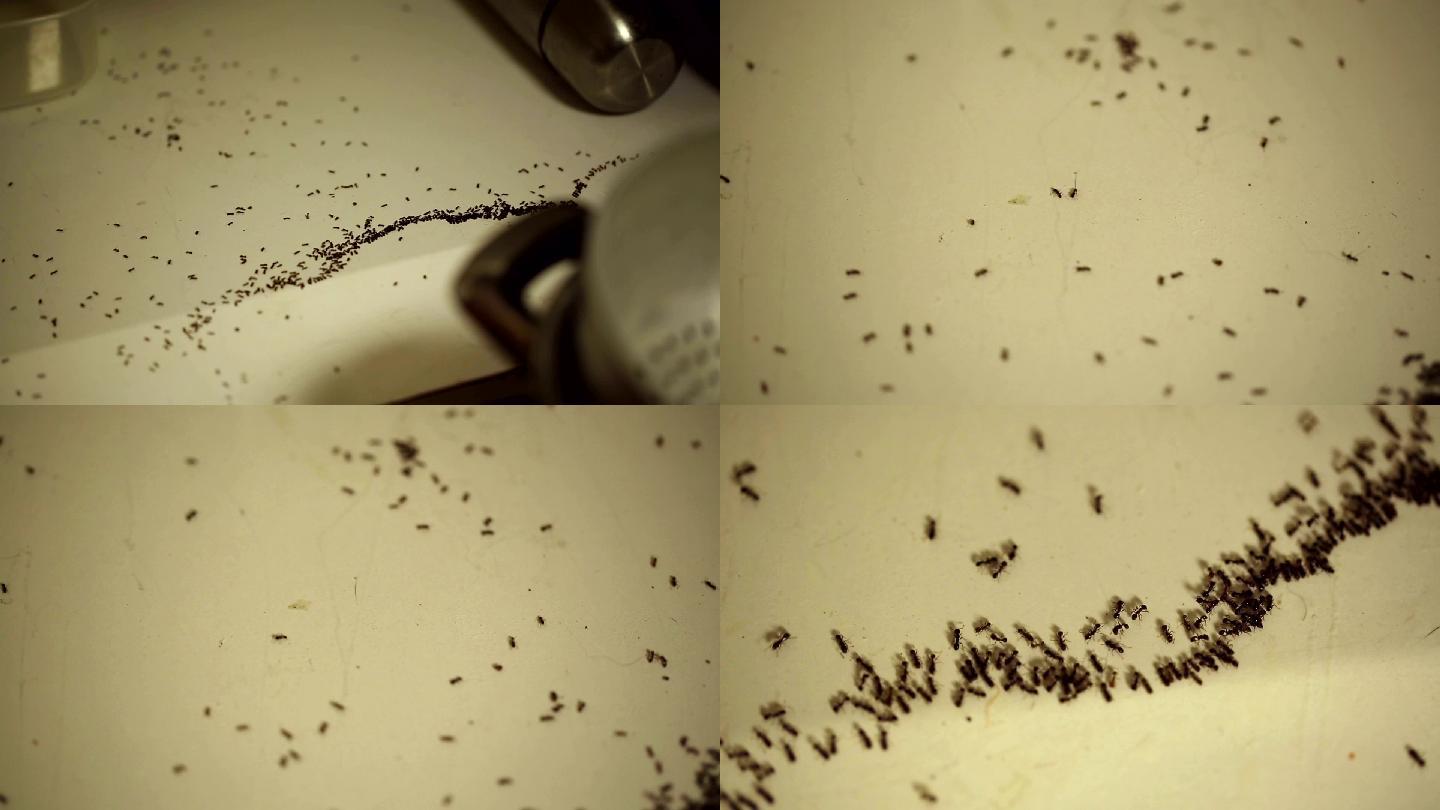 厨房里的蚂蚁