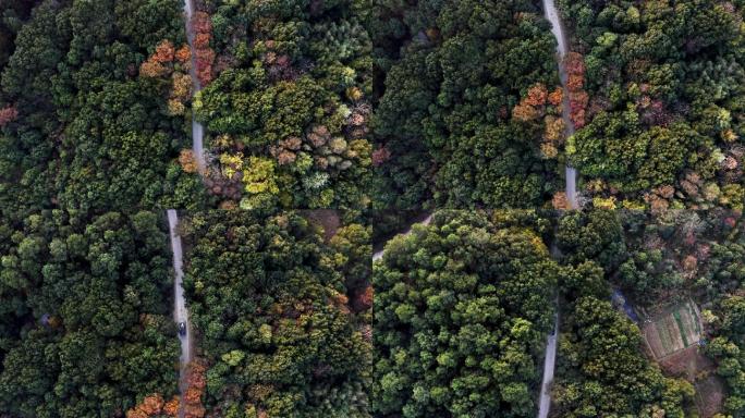 4K树林穿梭汽车行驶航拍