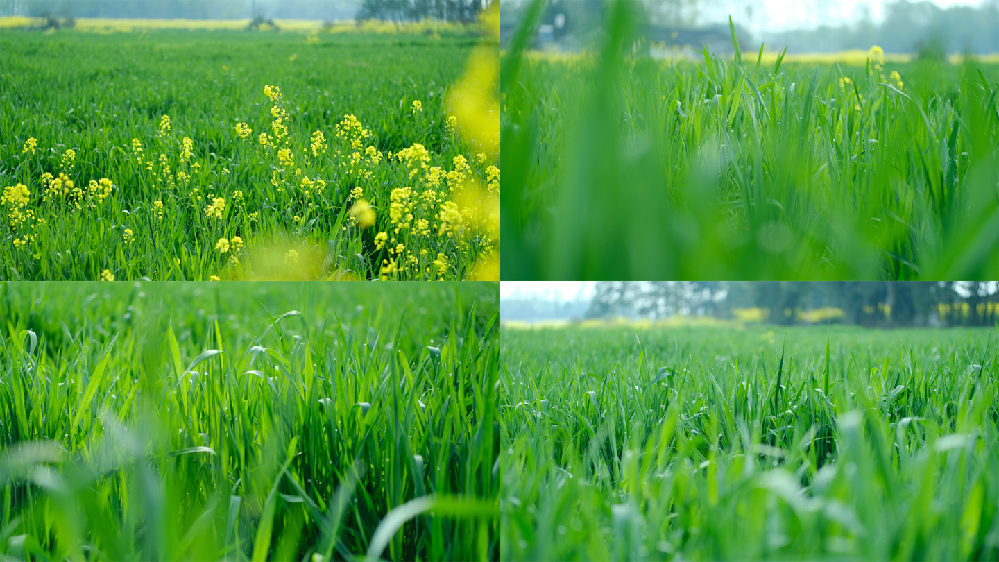 青草绿草小麦小满