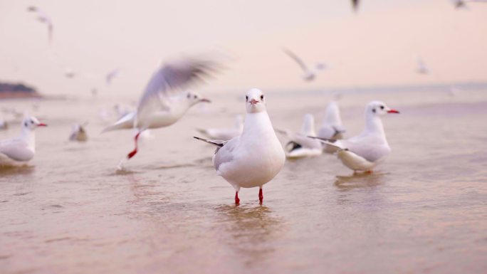 海鸥