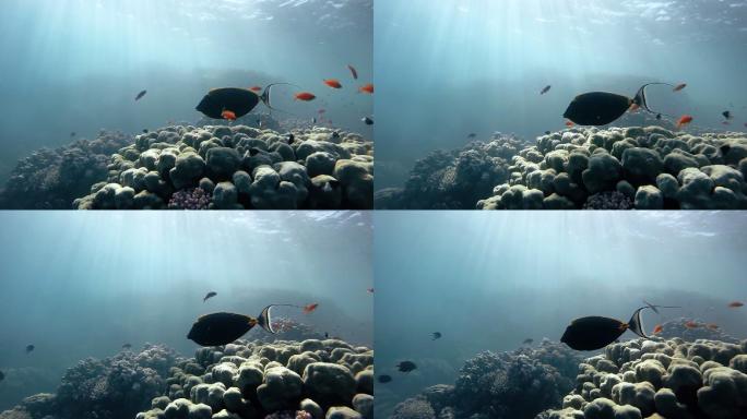 游过珊瑚礁的热带鱼