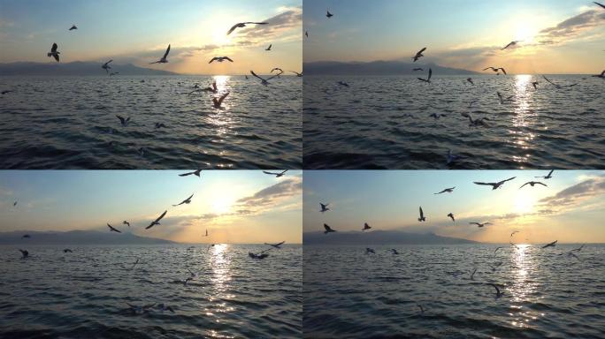 海面上的海鸥海燕鸟类大自然