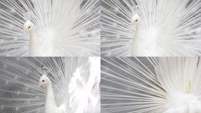 白孔雀开屏求偶物种鸟类美丽唯美