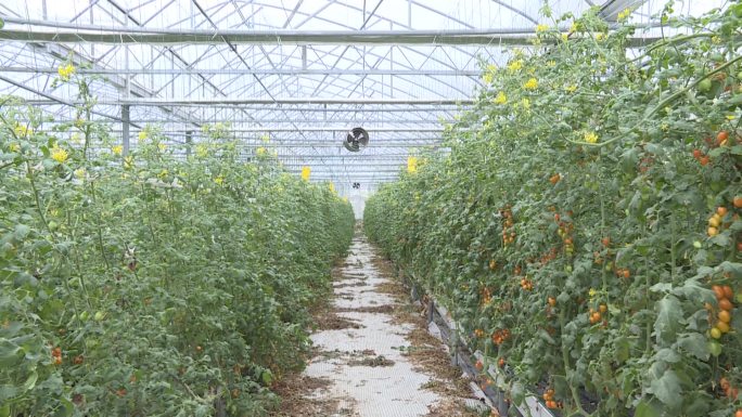 农业小西红柿航拍种植基地