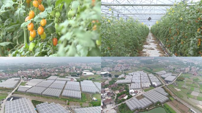 农业小西红柿航拍种植基地