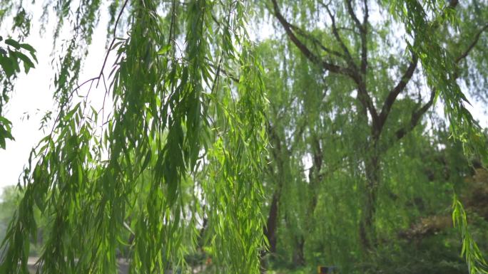 春天公园绿植逆光自然空镜特写