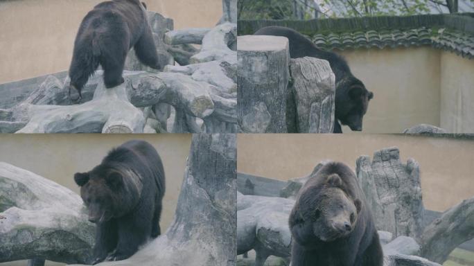 黑熊 熊 动物园 爬树 乐园