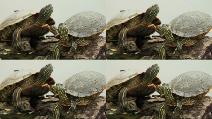 海龟乌龟老龟小龟