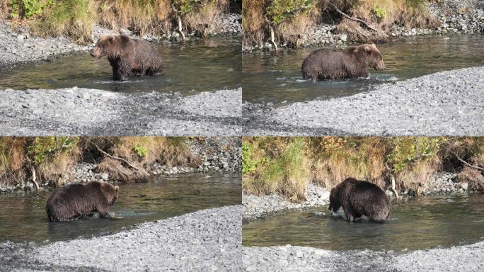 棕熊觅食捕食大自然自然生态环境