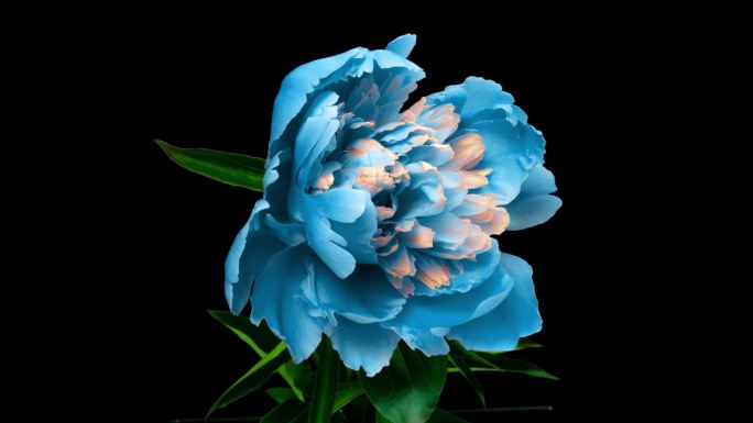 蓝色牡丹国花开放盛开绽放花开开花延时
