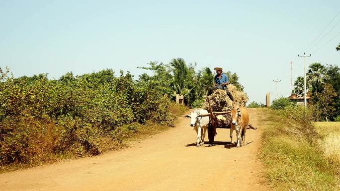 农民骑着满载稻草的牛车在乡村道路上