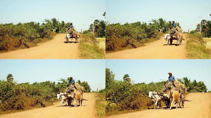 农民骑着满载稻草的牛车在乡村道路上