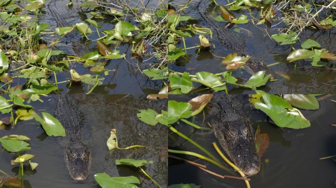 在沼泽地游泳的短吻鳄。