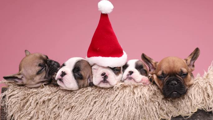 宠物狗戴着圣诞帽宠物经济它经济宠物美容