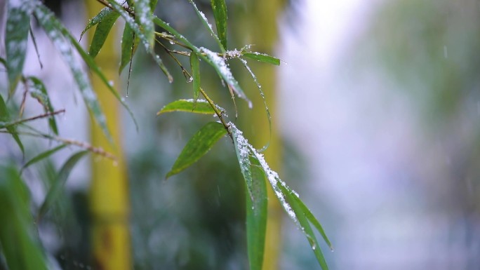 新丰 竹林  雪景