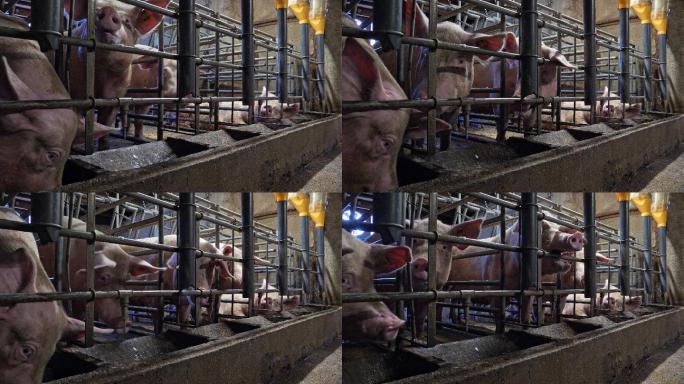 农场里的猪养猪场饲养养殖场