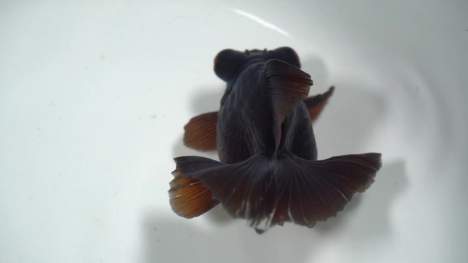 黑色蝶尾金鱼