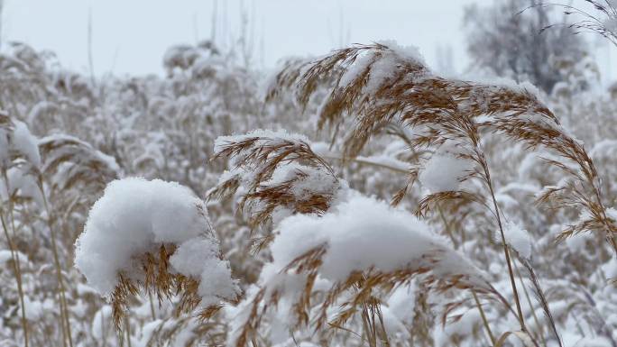 冰天雪地，北方芦苇丛，特写空镜