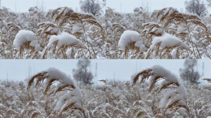 冰天雪地，北方芦苇丛，特写空镜