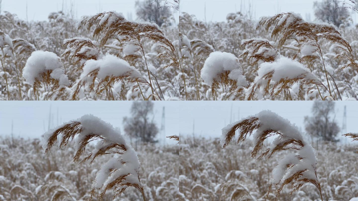 冰天雪地，北方芦苇丛，特写空镜