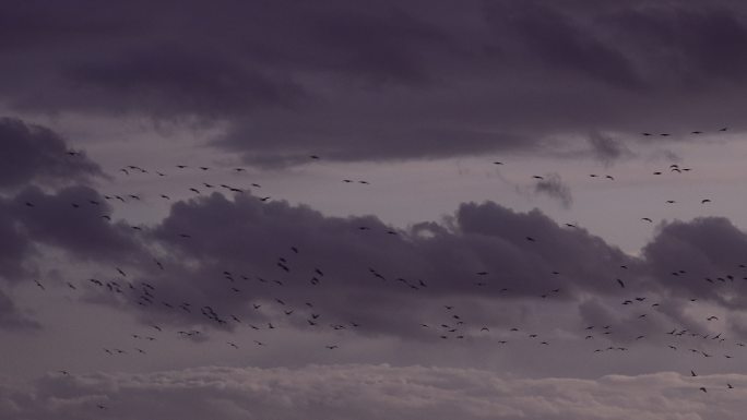 天空中飞过的野鸟天空中的鸟群候鸟迁徙飞鸟