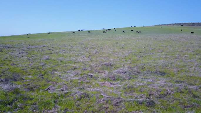 加维奥塔牧场放牧牛