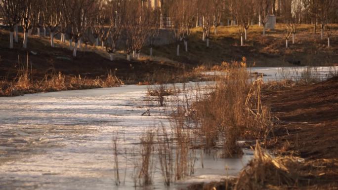 冬天乡村晚霞落日干树枝芦苇结冰的小河