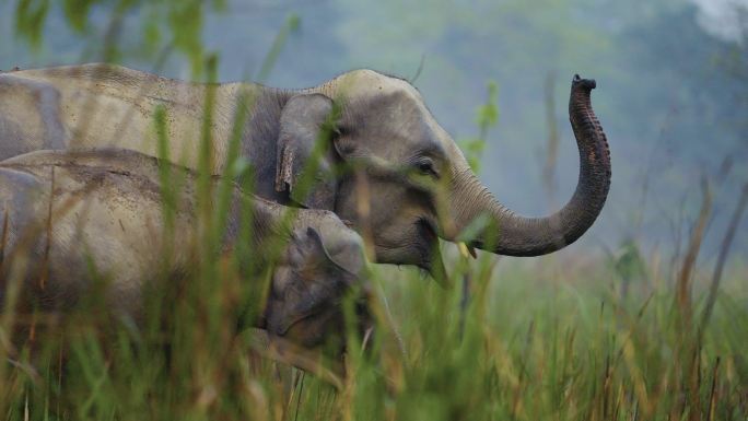 大象象打招呼微笑搞笑配音段子素材野象母子