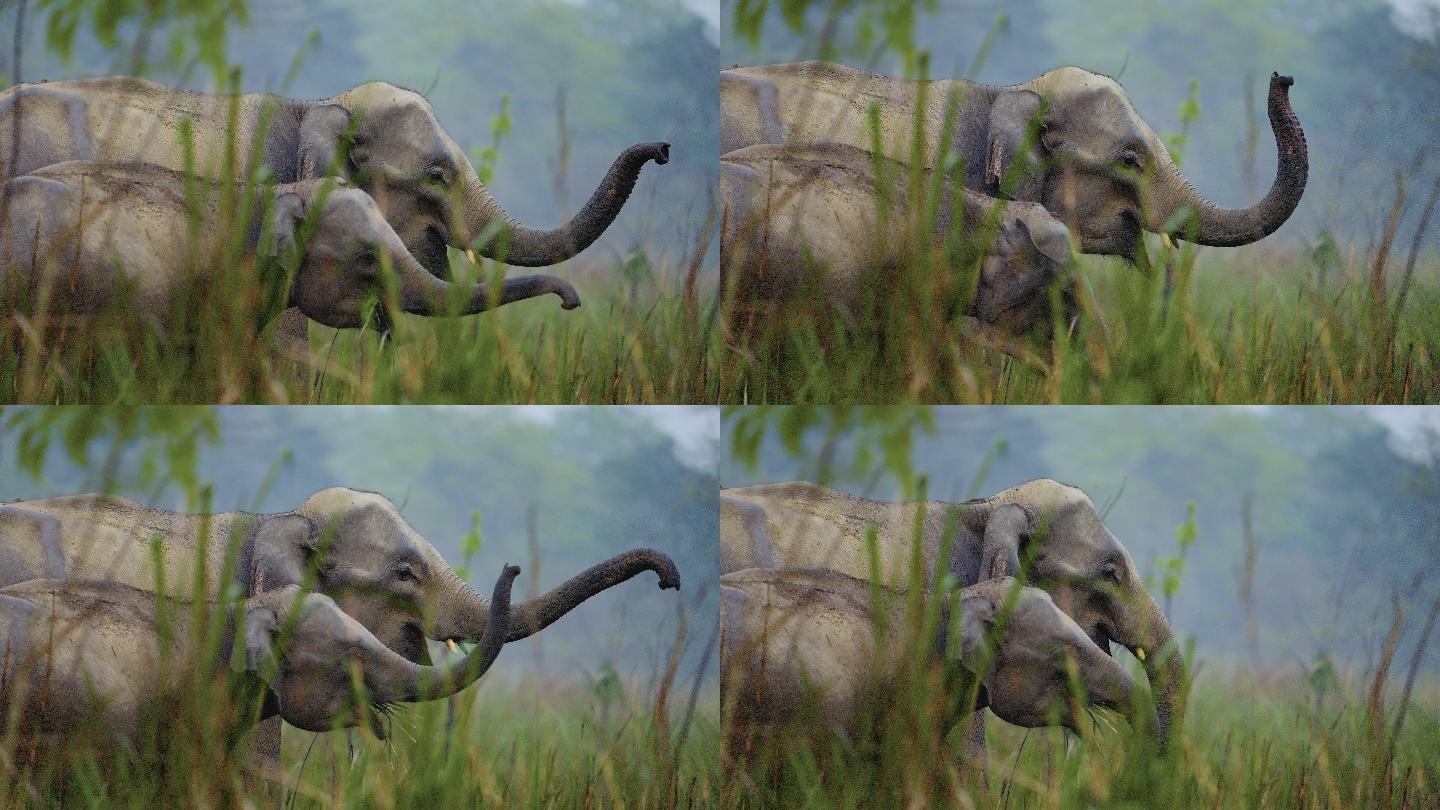 大象象打招呼微笑搞笑配音段子素材野象母子