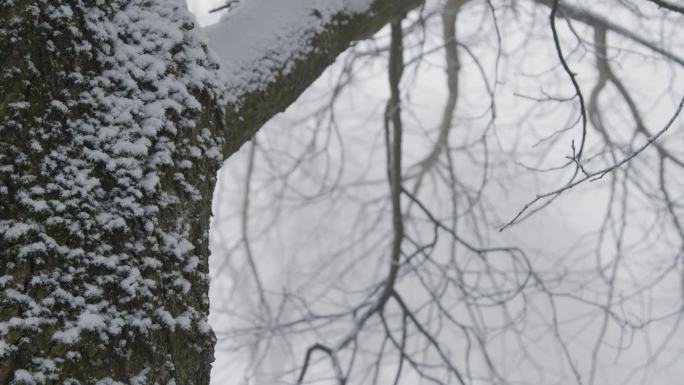 被雪覆盖的大树冬季雪景