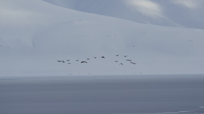 雪山上一群鸟飞翔的慢镜头