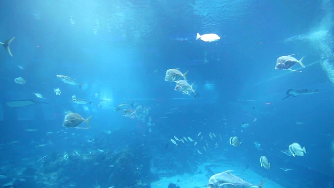 水族馆海族馆海底游鱼一群鱼